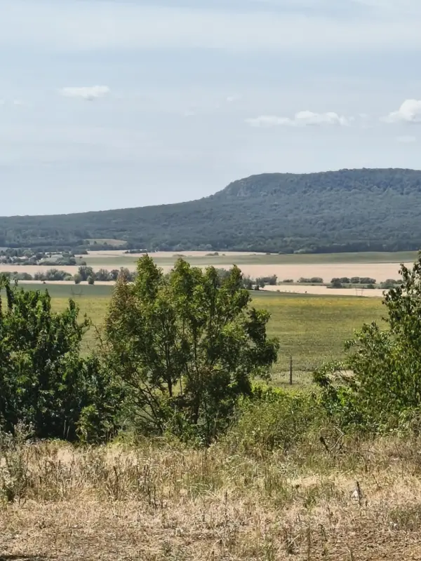 Eladó Szőlős, Héreg 986 m² 2 M Ft