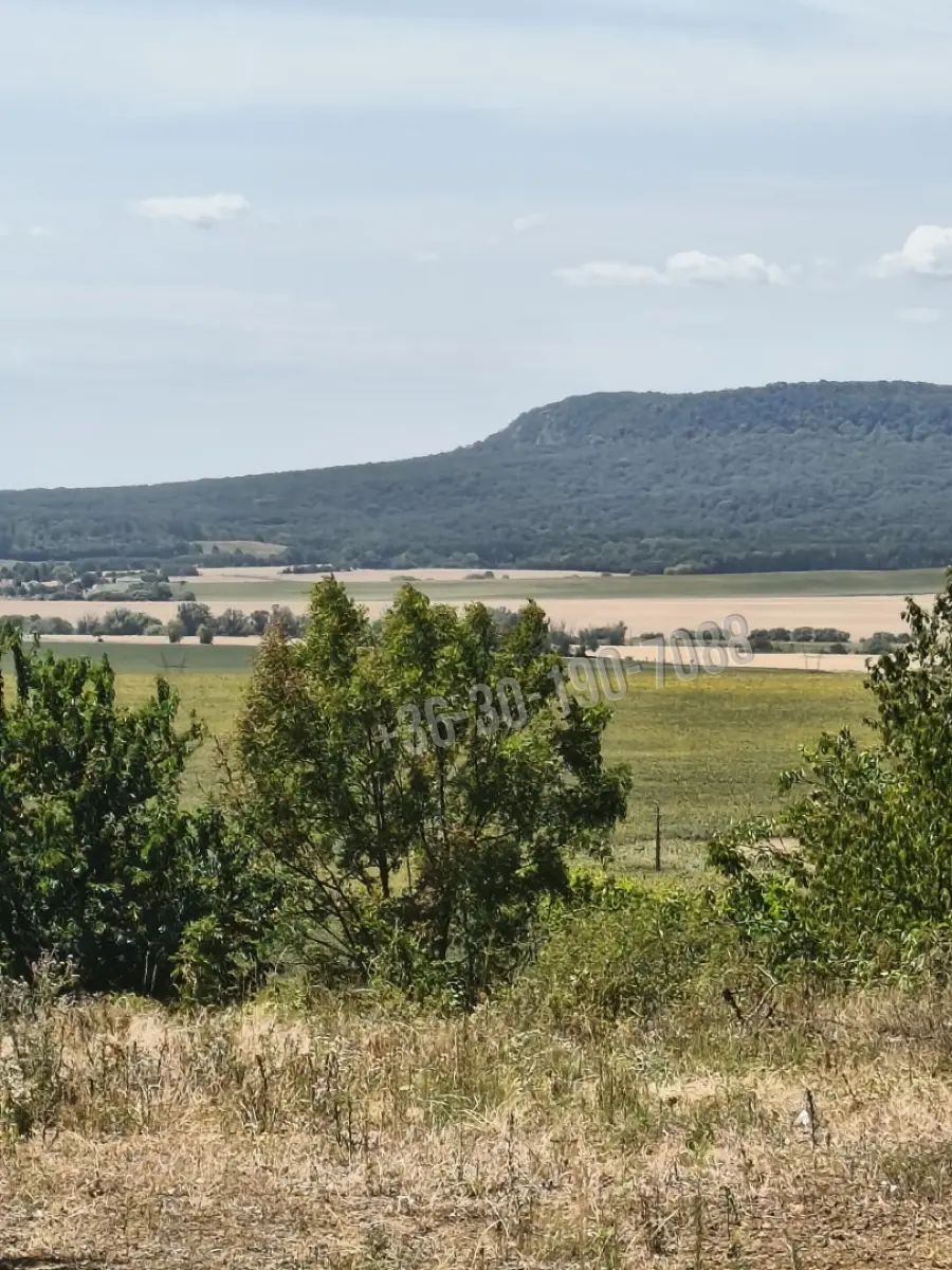 eladó  Szőlős, Héreg